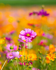 Close-up of pink cosmos flowers blooming among orange and yellow blossoms, showcasing the beauty and charm of vibrant wildflowers in nature.