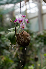 Blossom of botanical orhids in the garden