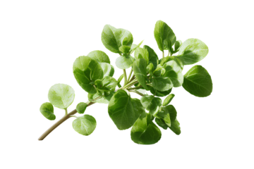 Small Bunch of Fresh Brahmi Herb Stems, Angled Side View, Isolated on Transparent Background