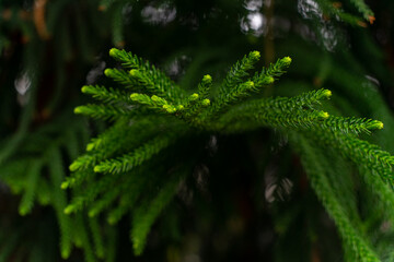Blooming flora in the winter greenhouse
