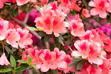 Spring blossom of the rhododendron in the close up