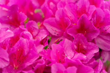 Fototapeta premium Spring blossom of the rhododendron in the close up