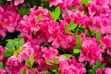 Spring blossom of the rhododendron in the close up