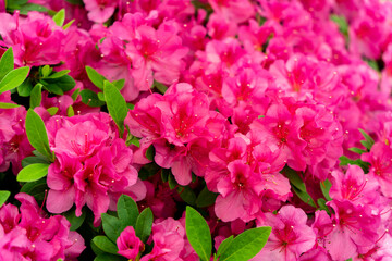 Spring blossom of the rhododendron in the close up