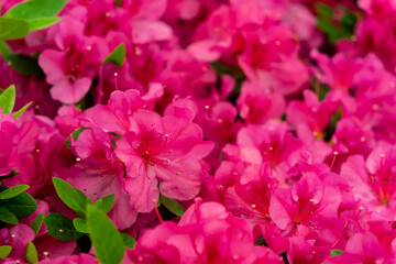 Spring blossom of the rhododendron in the close up