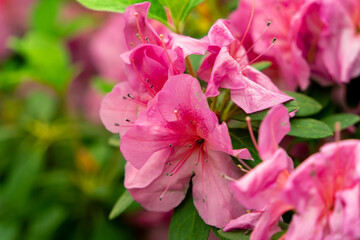 Spring blossom of the rhododendron in the close up