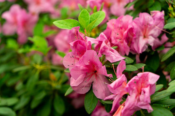 Spring blossom of the rhododendron in the close up