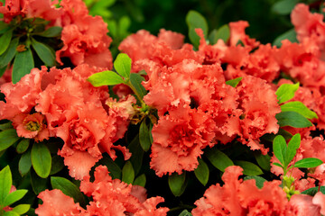Spring blossom of the rhododendron in the close up