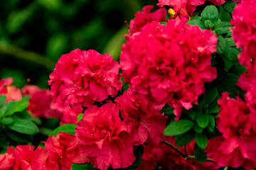 Spring blossom of the rhododendron in the close up