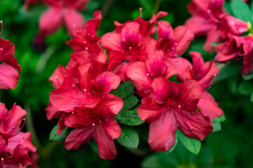 Spring blossom of the rhododendron in the close up
