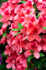 Spring blossom of the rhododendron in the close up
