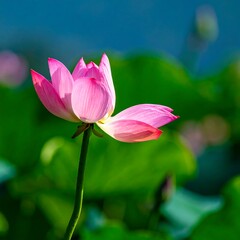 Fototapeta premium A delicate pink lotus flower blossoms, showcasing vibrant hues against a backdrop of lush greenery and a soft blue sky.