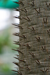 An image of prickly cactus in the close up