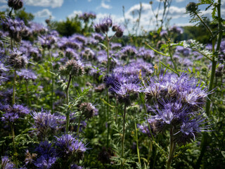 field of lavender