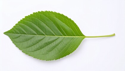 Fototapeta premium green leaf on a white background