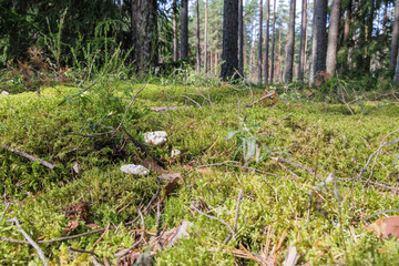  Coral Fungi on a Mossy Forest Floor