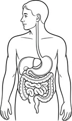 Human Digestive System Diagram, Medical Illustration of Anatomy, Internal Organs, Stomach, Intestines, Esophagus, Educational Healthcare Vector Drawing