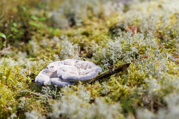  Purple and White Bracket Fungi