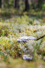 Purple and White Bracket Fungi