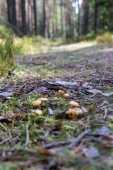 Forest Path with Mushrooms