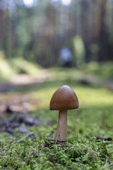 Lone Mushroom on Mossy Forest Floor