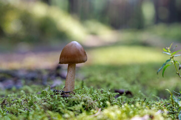  Lone Mushroom on a Mossy Forest Floor