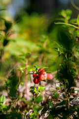 Lingonberries and ferns on a sunny forest floor