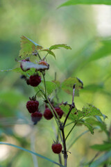 Ripe wild raspberries on a stem