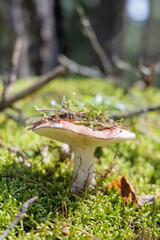 Mushroom on a forest floor