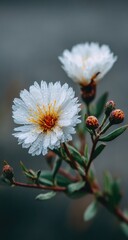 Close-up of two white flowers with water droplets,  blurred background