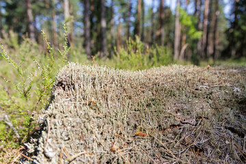 Textured forest ground with moss and wood