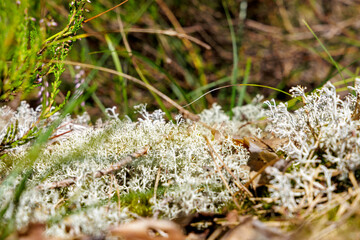 A close-up of silvery lichen in a forest undergrowth