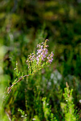A branch of flowering heather against a blurred forest background