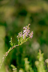 A branch of flowering heather against a blurred forest background