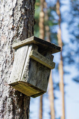  An old wooden birdhouse on a pine tree trunk