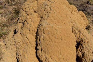 Termite mounds in the Australian Outback. Western Australia.
