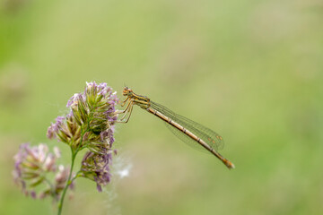 Blaue Federlibelle sitzt auf einer Bl&uuml;te