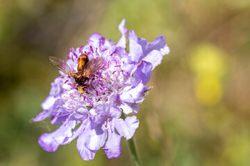 Breitstirnblasenkopffliege auf einer Blumenblüte