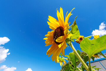 Sunflower field over cloudy blue sky background, Helianthus annuus