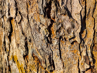 Detailed close-up of tree bark texture with natural cracks, rugged surface, and earthy tones of brown and gray, showing organic patterns perfect for nature backgrounds.