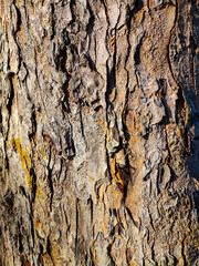 Detailed close-up of tree bark texture with natural cracks, rugged surface, and earthy tones of brown and gray, showing organic patterns perfect for nature backgrounds.