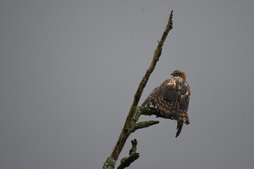 The beautiful Red tailed hawk  perched on a dry tree . The background is blurred with  sky .