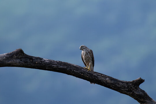 The beautiful shikra try to perched on a dry tree . The background is blurred with  sky.