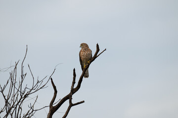 The beautiful shikra try to perched on a dry tree . The background is blurred with  sky.
