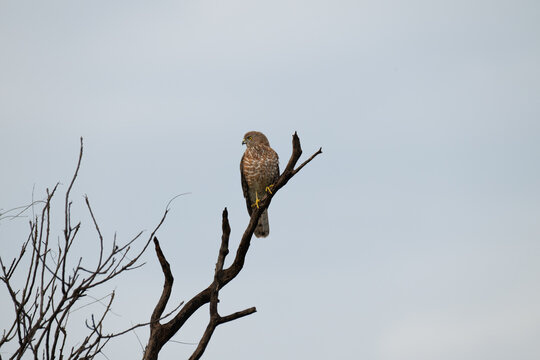 The beautiful shikra try to perched on a dry tree . The background is blurred with  sky.