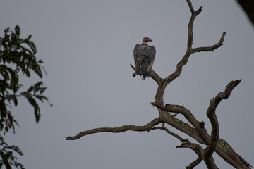 The beautiful White rumped Vulture perched on a dry tree . The background is blurred with  sky and tree and leaves..