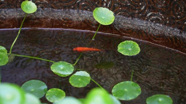 A red goldfish swims among floating water pennywort leaves on a calm water surface