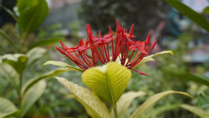 Close up of red flower cluster with green leafy backdrop