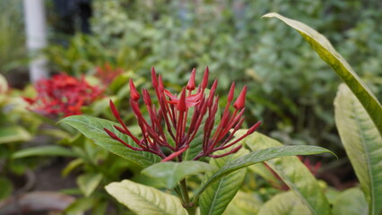 Ixora red buds close up with green garden background