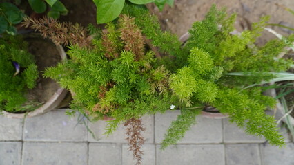 Potted foxtail fern on gray tiled surface from above